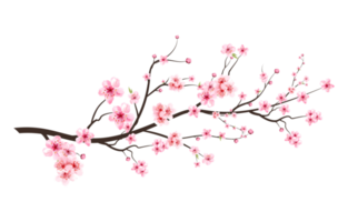 realista Cereza florecer rama. Cereza florecer con rosado sakura flor png. japonés Cereza florecer png. sakura rama con floreciente acuarela flor. rosado acuarela Cereza flor png. png