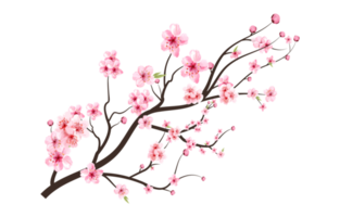 körsbär blomma med blomning vattenfärg sakura png. realistisk vattenfärg sakura blomma gren. japansk körsbär blomma png. körsbär blomma gren med sakura blomma. körsbär blomma gren. png