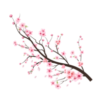 Cherry blossom tree branch PNG with spreading pink flower. Cherry blossom branch with Sakura. Watercolor flower PNG. Watercolor cherry flower. Sakura on transparent background.