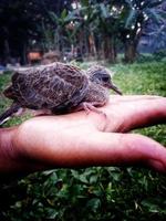 Bird dove up hand photo