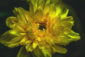 a yellow chrysanthemum flower at garden photo