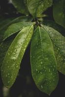 wet green foliages after the rain photo