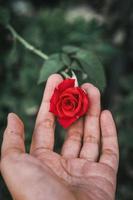 un mano con un rojo Rosa foto