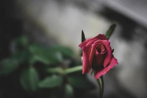 a red rose with blurry backgroud photo