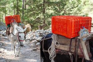 el caballos caminado arriba el montaña camino, que lleva pesado cargas en su espaldas como ellos movido continuamente adelante foto