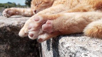 cat paws of sleeping animal outside photo