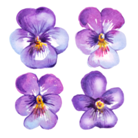 Pansy flowers.  Watercolor illustration png