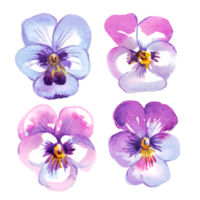 Pansy flowers.  Watercolor illustration png