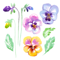 Pansy flowers.  Watercolor illustration png