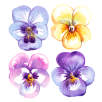 Pansy flowers.  Watercolor illustration png