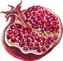 Pomegranate. Watercolor illustration png