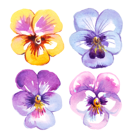 Pansy flowers.  Watercolor illustration png