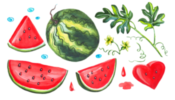 vattenmelon uppsättning. vattenfärg illustration png