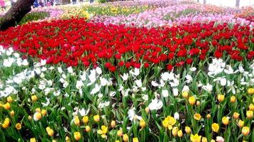 Closeup and crop colorful tulips in garden. A beautiful of flowers photo