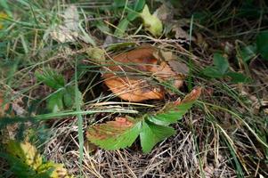 A group of tiny wild mushrooms among the green grass in a forest clearing. Magic background of the enchanted forest scene. photo