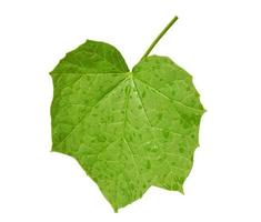 Jatropha curcas leaves isolated on white background. photo