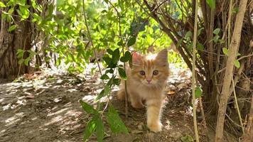 une peu chaton se faufiler autour comme une sauvage animal dans une forêt fourré video