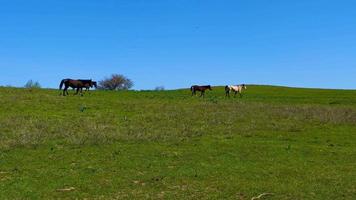 selvagem cavalos caminhando dentro uma verde campo video