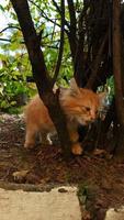 uma pequeno gatinho tocam com árvore galhos video