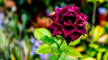 beautiful and stunning rose flowers as background photo