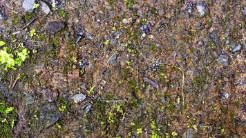 old concrete roads that have started to break down and are mossy photo