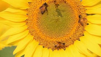 Busy honeybee gathering sweet nectar from a vibrant sunflower video