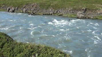 paesaggio fantastico con fiumi e torrenti che scorrono con rocce ed erba in Islanda. video