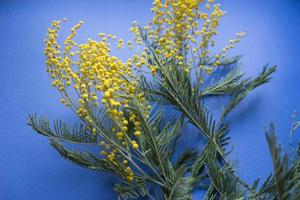 Spring concert. Mimosa on a blue background. Mimosa close-up. Happy spring. photo