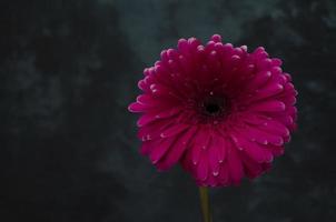 Gerber daisy on the dark background. Pink flower closeup. Bright fresh nature flower. photo