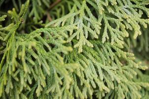 Thuja green branches closeup. Blurred thuja background. photo