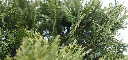 Thuja green branches closeup. Blurred thuja background. photo