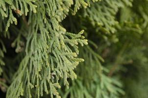 Thuja green branches closeup. Blurred thuja background. photo