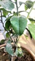 enfermo hogar en conserva planta. planta hojas en maceta, con oscuro marrón lugares, seco bordes, quemaduras y afectado por Pizca, costra o viral infección foto