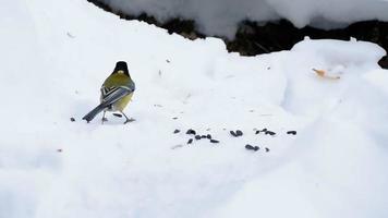 mésange mange des graines de tournesol sur la neige en hiver video