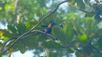 raposa voadora de lyle pteropus lylei pendura em um galho de árvore e lava video