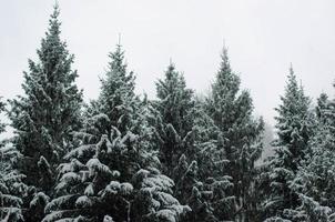 Snow on spruce branches. photo