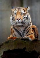 Sumatran tiger in zoo photo