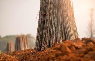 Cassava farm. Manioc or tapioca plant field. Bundle of cassava trees in cassava farm. The plowed field for planting crops. Sustainable farming. Agriculture in developing countries. Staple food crop. photo