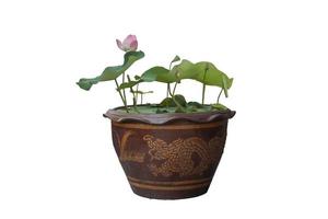 Beautiful purple Indian Lotus or Bean of India bloom in pot isolated on white background included clipping path. photo