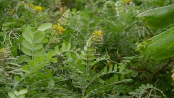 monarca borboleta danaus plexipo em amarelo acácia flor, lento movimento video
