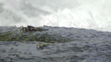 Crabs on the rock at the beach, rolling waves, close up video