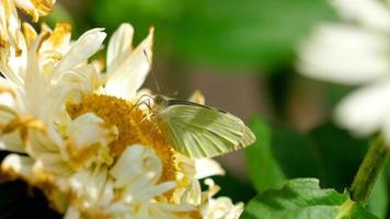 Pieris brassicae  Cabbage butterfly  on Aster flower video