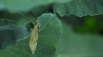 Pieris brassicae borboleta de repolho pondo ovos na folha de brassica oleracea video