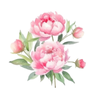 Peony watercolor flower. png