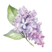 Watercolor drawing with Lilac flower png