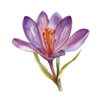 Saffron flower watercolor. png