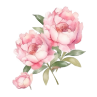 peonia acquerello fiore. png
