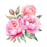 Peony watercolor flower. png