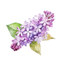 Watercolor drawing with Lilac flower png