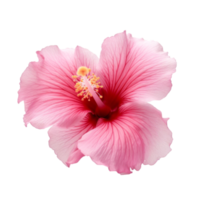 hibiskus blomma isolerat. png